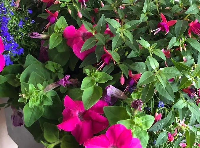 Daire Rlguesthouses *